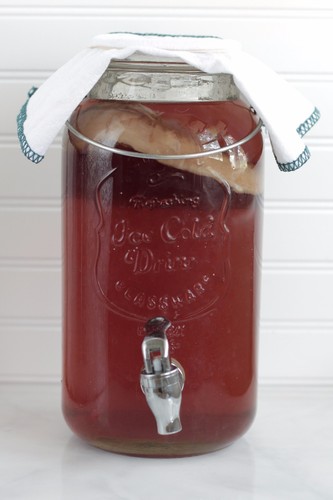 Scoby kombucha biologico - scoby, xl