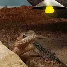 Lampada termica rettile