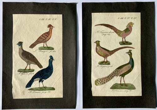 Stampa antica set di - antica,