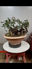 Pre Bonsai Di Carrubo Yamadori