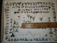 Aurora Fossil Carcharias Sand