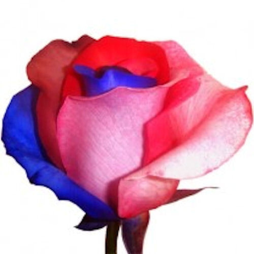 Semi rosa blu - semi, blu-red