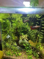 Lotto 3 Betta Splendens Femmine (di cui una Betta Halfmoon Dumbo). Età 10 mesi