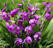 Bletilla striata