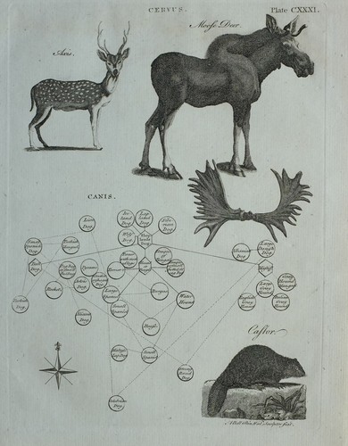 1797 stampa originale - 1797, cervus