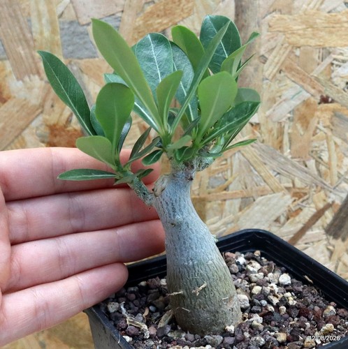 Adenium obesum vaso cm - obesum, 9