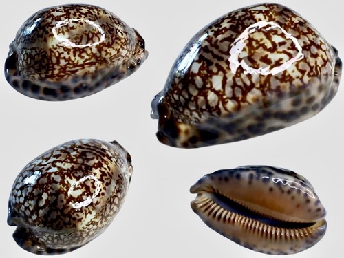Cypraea arabica immanis - , f