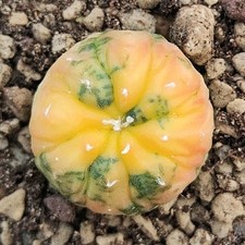 Astrophytum asterias Variegata