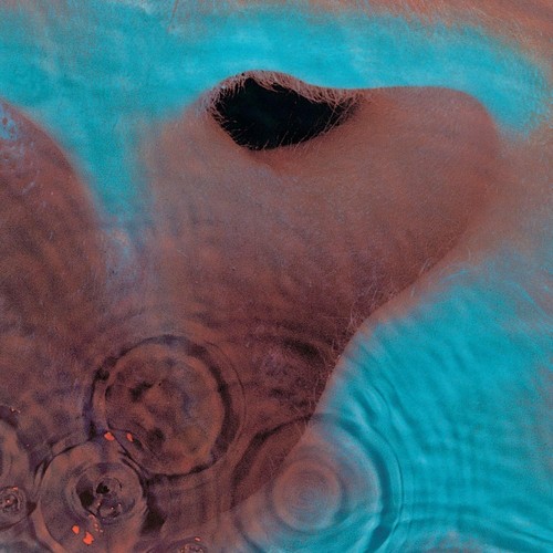 Pink floyd meddle - pink,