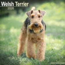 Calendario Welsh Terrier 2026 | Regalo Razza Cane Parete 15% SCONTO ORDINI MULTIPLI