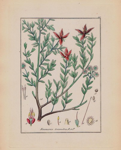 1850 krameria ratanhien erbe - -,