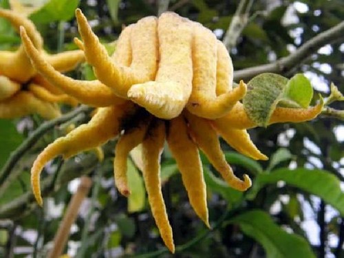 Pianta cedro mano - pianta,