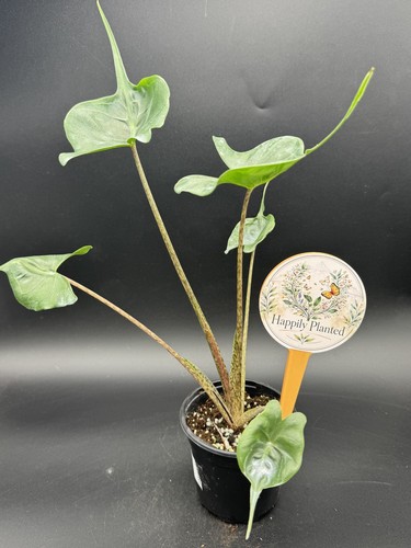 Alocasia macrorrhiza - alocasia,