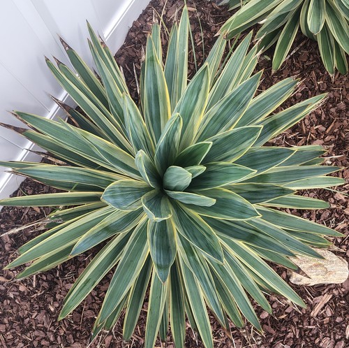 Rare verigated glorious yucca - glorious,