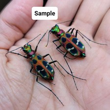Coppia Cicindelidae Cicindela