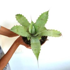 Agave cerulata X eborispina X ovatifolia -