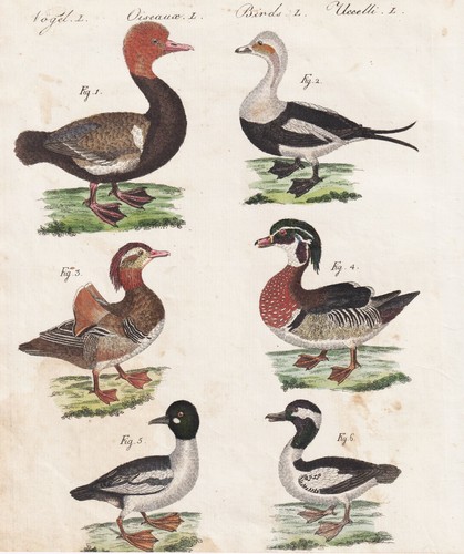 Anatre ducks stockente mallard - ducks,