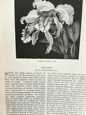 Detroit City Ojibway Orchids