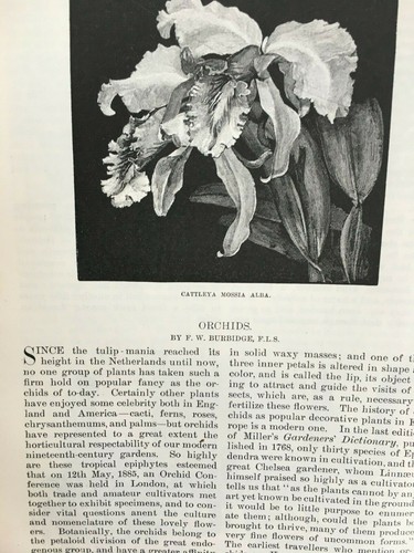 Detroit city ojibway orchids - detroit,