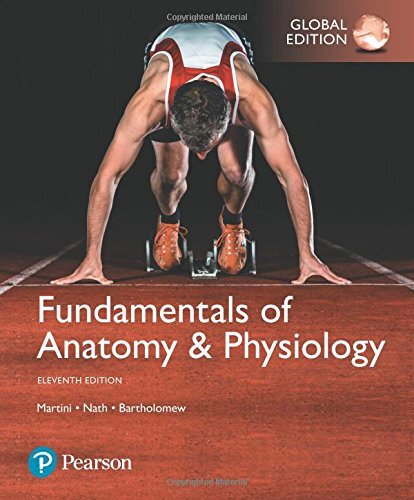 Fundamentals anatomy - fundamentals,