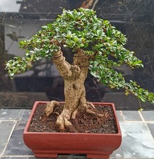 Ehretia microphylla bonsai - microphylla, |