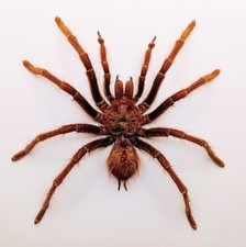 Entomology Taxidermy : Migale, Tarantola, Theraphosa stirmi, RagnoMaschio