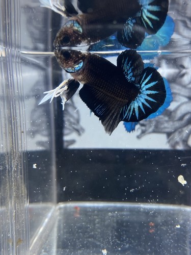 Betta maschio avatar x - betta, pk