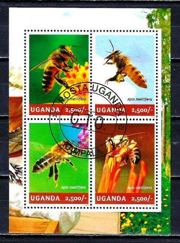 Animali insetti uganda - insetti, 2014