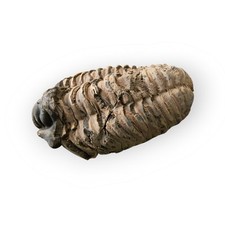 Vero Fossile Trilobite Flexicalymene 8.5cm Ordoviciano Marocco (Riparato)