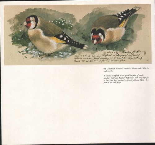 Bellissima stampa vintage - bellissima,