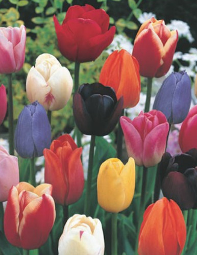 Offerta 100 bulbi tulipano - 100, di