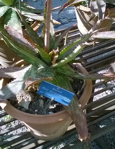 Semi aloe purpurascens - di,