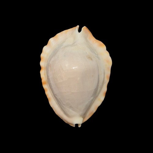 Conchiglia shell cypraea - shell,