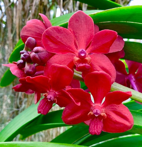 Vanda rosso estivo nuovo - vanda,