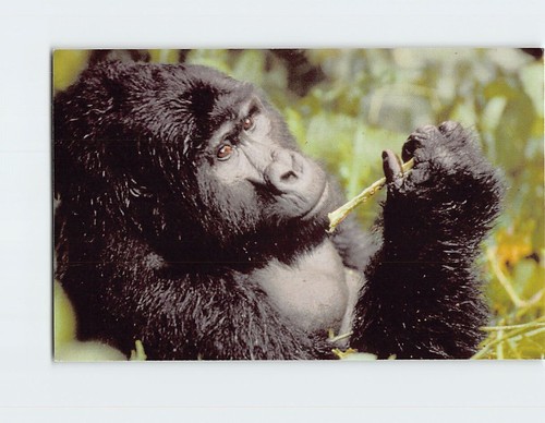 Cartolina gorilla world - gorilla,