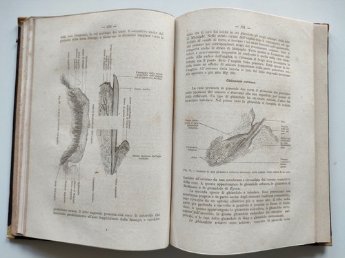 Elementi istologia normale - elementi, di