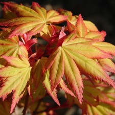 Acero rosso giapponese "Acer