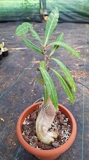 adenium swazicum succulente