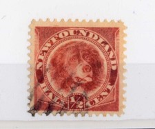 NEWFOUNDLAND - TERRANOVA -