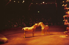 NAN GOLDIN - Horse Circus