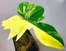 Philodendron Florida Beauty x