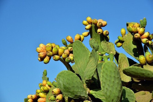 Opuntia ficus indica fico - indica,