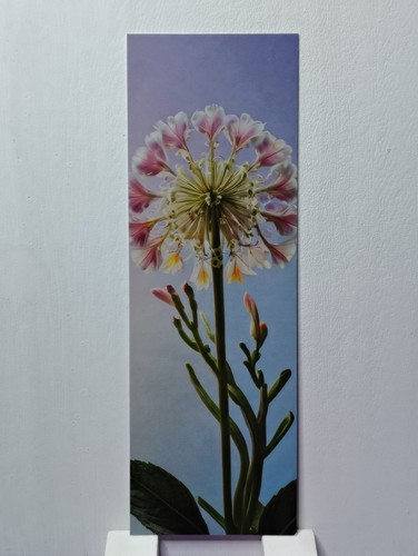 Petali quieta grazia - di, |