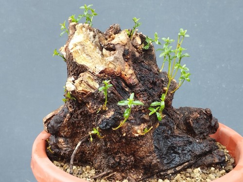 Bonsai leccio busta - di, 20x23cm