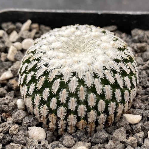 Turbinicarpus pseudopectinatus