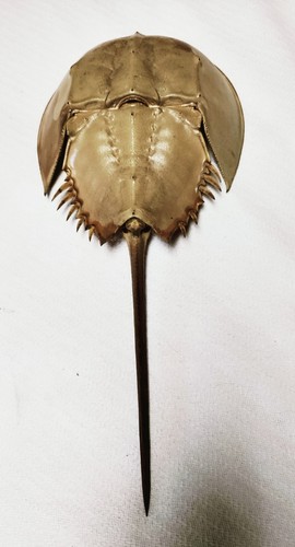 Atlantic florida oceano - atlantic, 19,5"