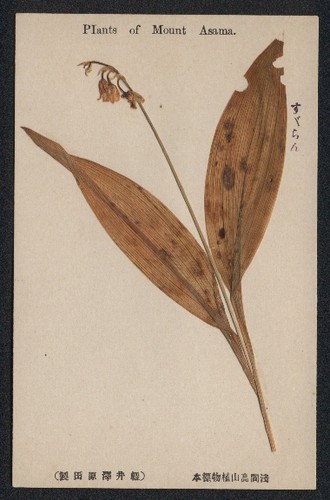 Cartolina fiori secchi