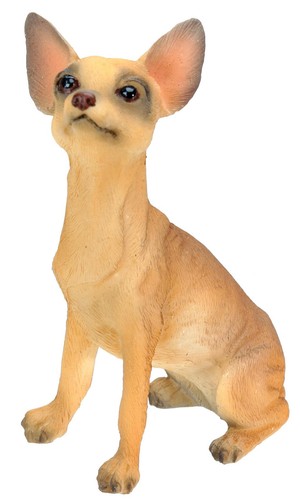 Cane chihuahua - cane, (abbronzatura)