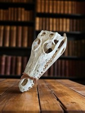 Crâne de reptile Vintage