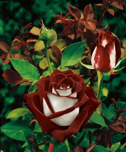 Semi rosa del - poeta,